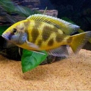 Venustus 3-6cm