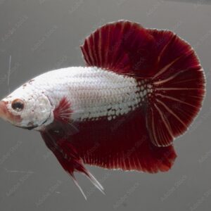 Betta Macho Dragon Plakat 2-4cm