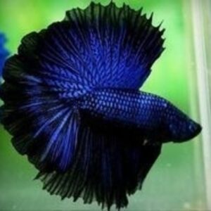 Betta Macho Dragon Blue 4-6cm