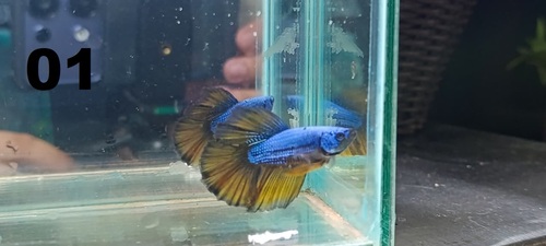 Betta Macho Mustard Gas 4-6cm 2 Betta Macho Mustard Gas 4-6cm