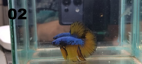 Betta Macho Mustard Gas 4-6cm 3 Betta Macho Mustard Gas 4-6cm
