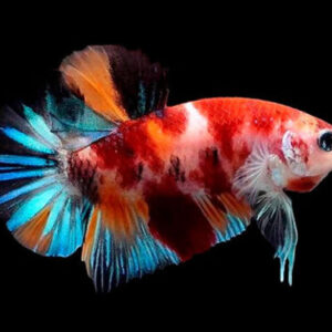 Betta Macho Koi Plakat 4-6cm