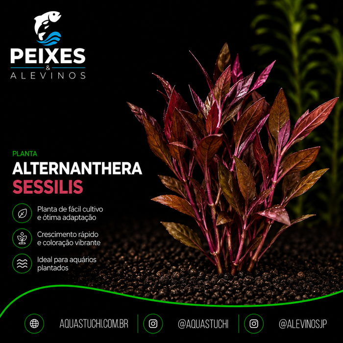 Alternanthera Sessilis