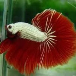 Betta Macho Red Dragon 2-4cm