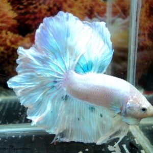 Betta Macho Dragon Branco 4-6cm