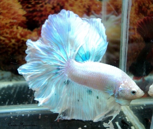 Betta Macho Dragon Branco 4-6cm 1 Betta Macho Dragon Branco 4-6cm