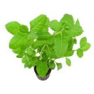 Hygrophila Difformis