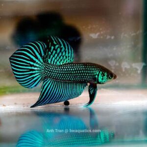 Betta Macho Mahachai 4-6cm
