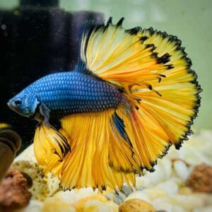 Betta Macho Mustard Gas 4-6cm