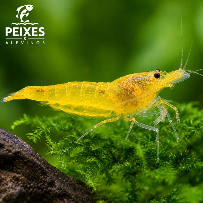Camarão Neocaridina Yellow 1-2cm