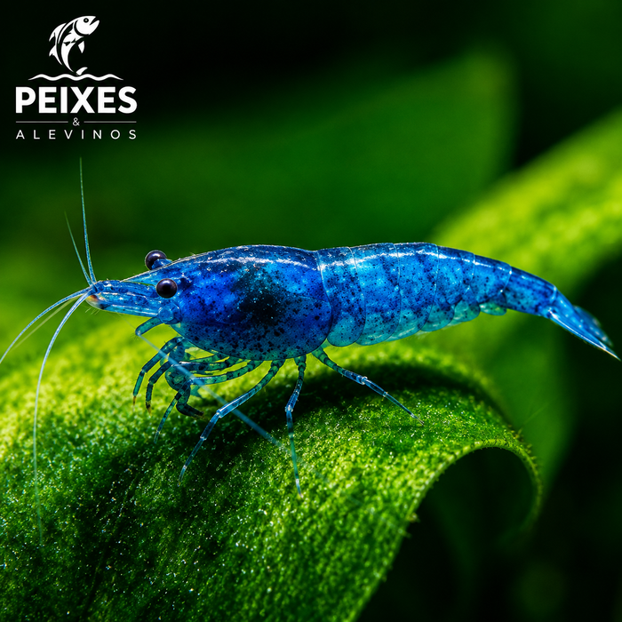 Camarão Neocaridina Blue 1-2cm