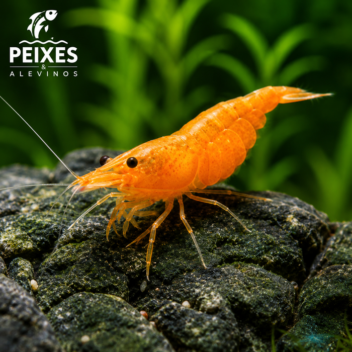 Camarão Neocaridina Orange 1-2cm