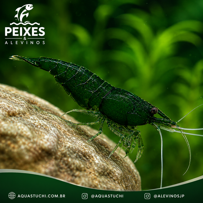 Camarão Neocaridina Green 1-2cm