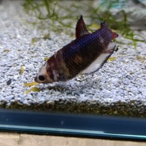 Betta Fêmea Palhaço 2-4cm