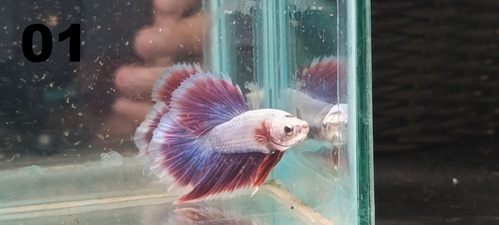 Betta Macho Dragon Rosa 2-4cm 3 Betta Macho Dragon Rosa 2-4cm