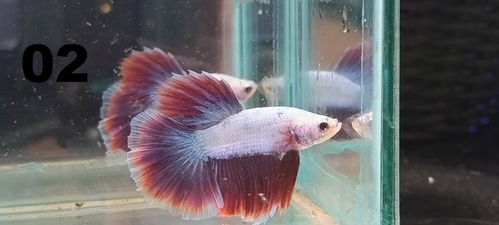 Betta Macho Dragon Rosa 2-4cm 2 Betta Macho Dragon Rosa 2-4cm