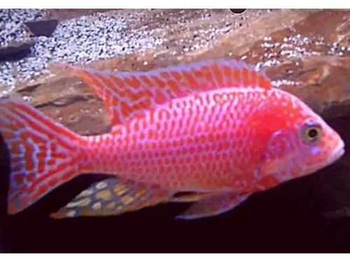 Aulonocara Pink OB 6-8cm