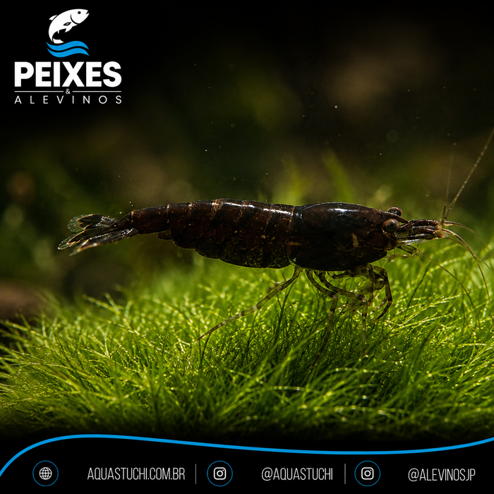 Camarão Neocaridina Black 1-2cm