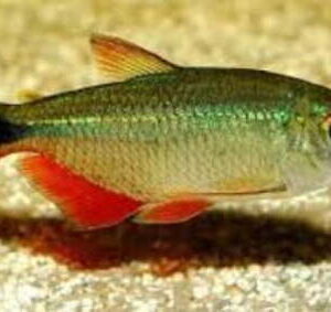 Tetra Buenos Aires 2-4cm