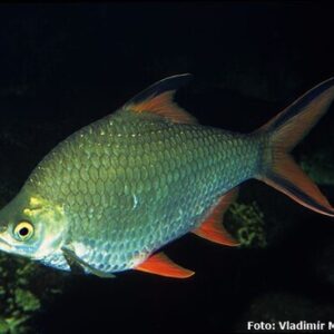 Barbo Tinfoil 3-6cm