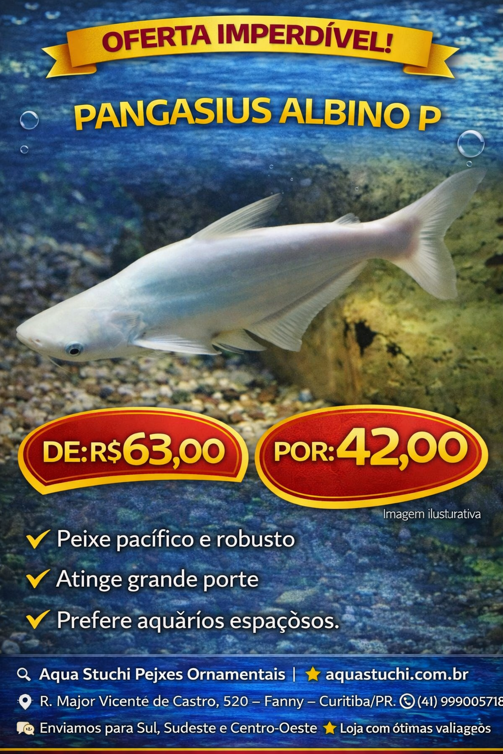 Pangasius Albino 3-6cm 2 Pangasius Albino 3-6cm