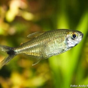 Tetra Ouro 1-3cm