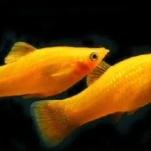 Molinesia Tangerina 2-4cm