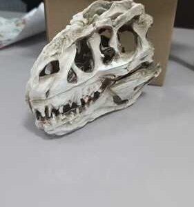 Enfeite De Resina Ocean Tech Crânio de Dinossauro 15cm