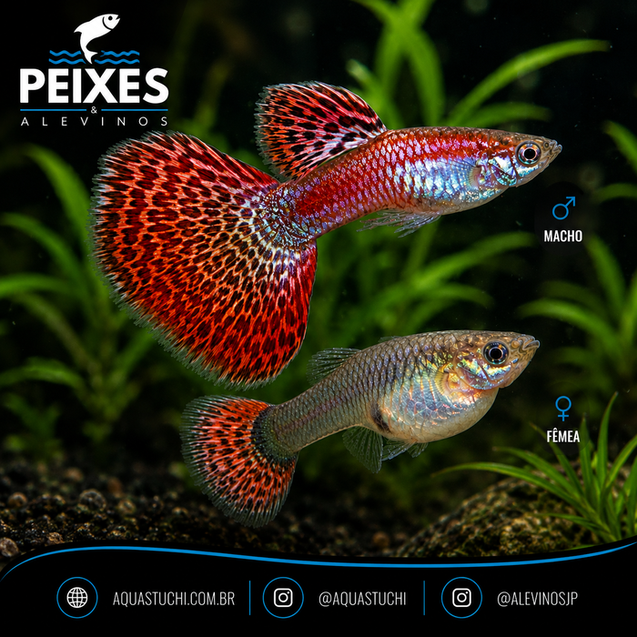 Lebiste Red Mosaico Casal 2-4cm
