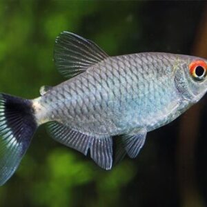 Tetra Olho de Fogo