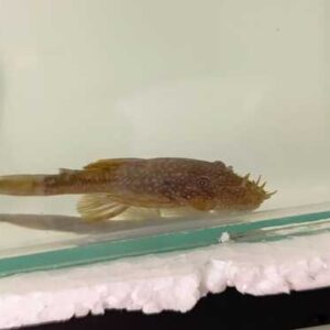 Cascudo Ancistrus 3-6cm