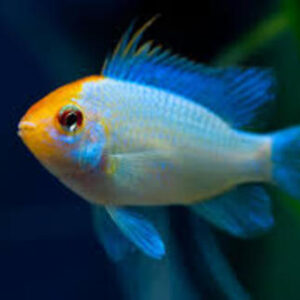 Ramirezi Eletric Blue Koi 2-4cm