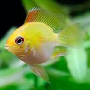 Ramirezi Gold Balão 2-4cm