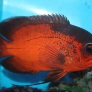 Oscar Red Ruby 12-13cm