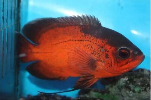 Oscar Red Ruby 12-13cm