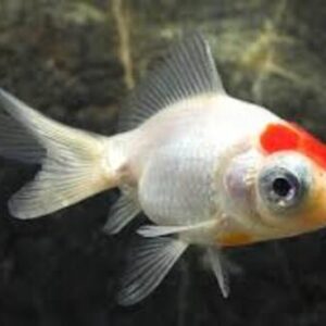 Kinguio Telescopio Red Cap 6-9cm