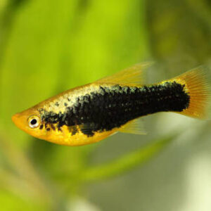 Plati Hawaii 2-4cm