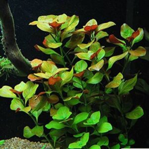 Ludwigia Repens Rubin