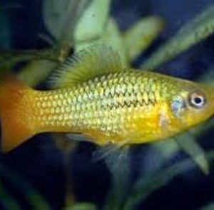 Plati Variatus 2-4cm