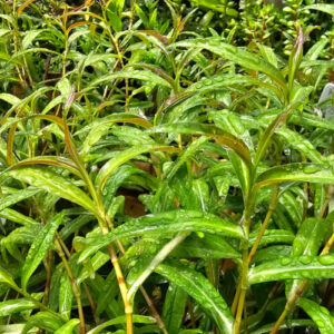 Polygonum sp