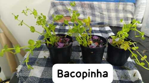 Bacopa monnieri 2 Bacopa monnieri