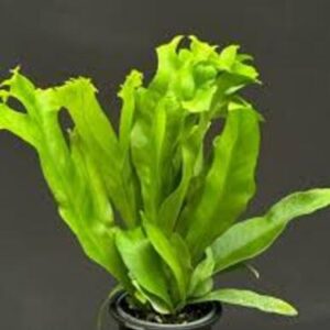 microsorum punctatum