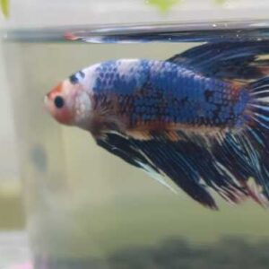 Betta Macho Super Diamond 3-5cm