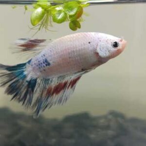 Betta Macho Esmerauda 3-5cm