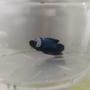 Betta Macho Palhaço Placate 3-5cm