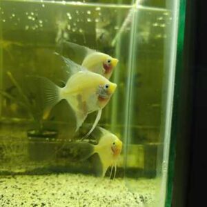 Acara Bandeira Fantasma 4-5cm