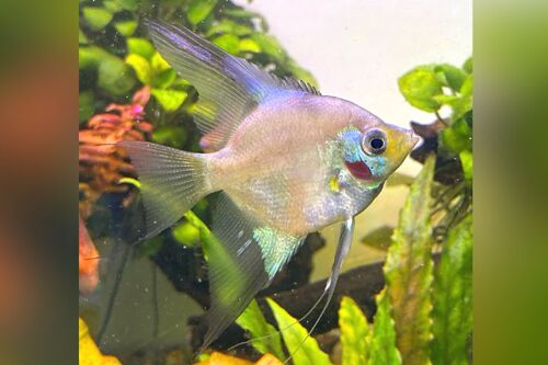 Acara Bandeira Blue Paraiba 4-5cm