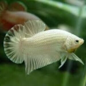 Betta Macho Dragon Branco Placate 4-6cm