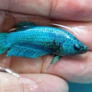Betta Fêmea Blue Ouchs 2-4cm