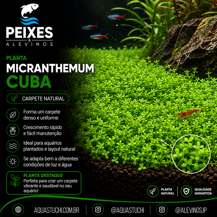 Micranthemum Cuba